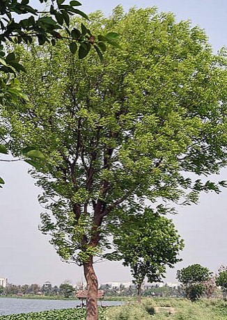 West Indian Mahogany (Swietenia mahagoni)