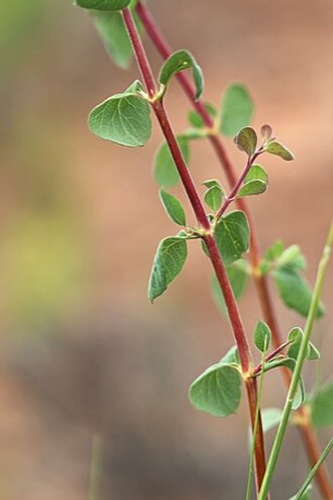Desert Snowberry (Symphoricarpos longiflorus)