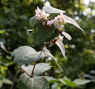 Western Snowberry (Symphoricarpos occidentalis)