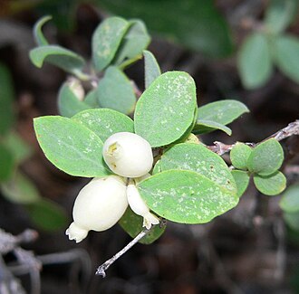 Mountain Snowberry (Symphoricarpos oreophilus)