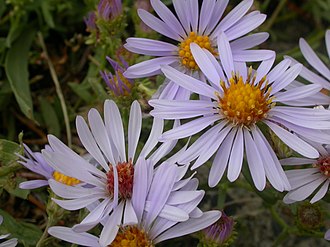 Western Aster (Symphyotrichum ascendens)