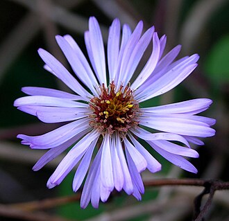 Climbing Aster (Symphyotrichum carolinianum)