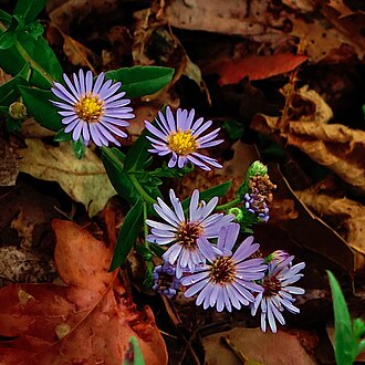 Pacific Aster (Symphyotrichum chilense)