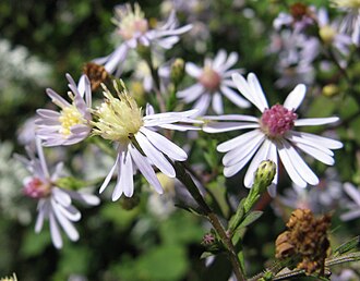 Heart-leaved Aster (Symphyotrichum cordifolium)