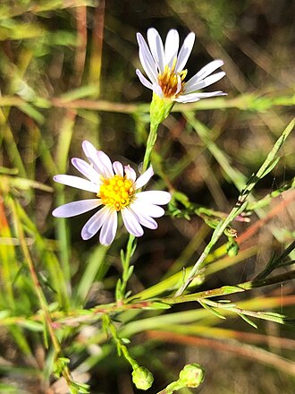 Bushy Aster (Symphyotrichum dumosum)