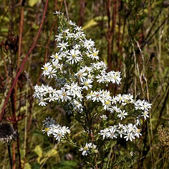 Heath Aster (Symphyotrichum ericoides)