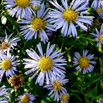 Shining Aster (Symphyotrichum firmum)