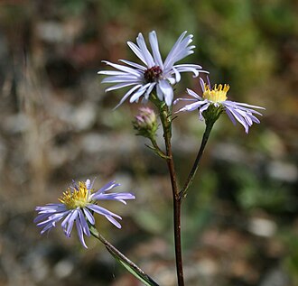 Leafy Aster (Symphyotrichum foliaceum)