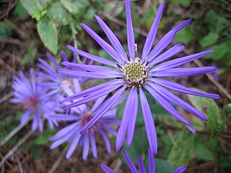 Georgia Aster (Symphyotrichum georgianum)