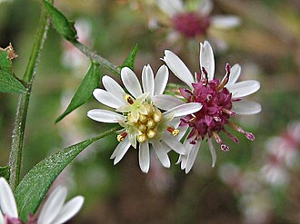 Calico Aster (Symphyotrichum lateriflorum)