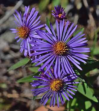 New England Aster (Symphyotrichum novae-angliae)