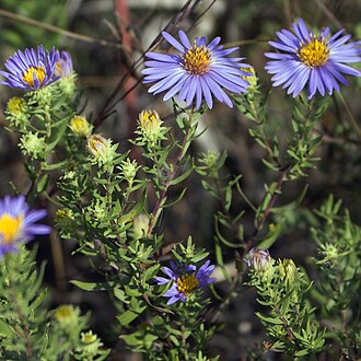 Aromatic Aster (Symphyotrichum oblongifolium)