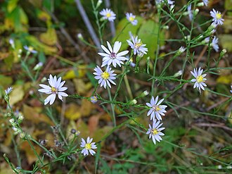 Sky Blue Aster (Symphyotrichum oolentangiense)