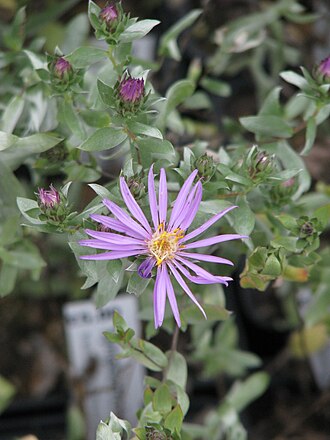 Silky Aster (Symphyotrichum sericeum)