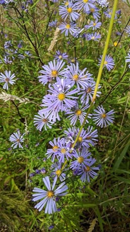 Douglas Aster (Symphyotrichum subspicatum)