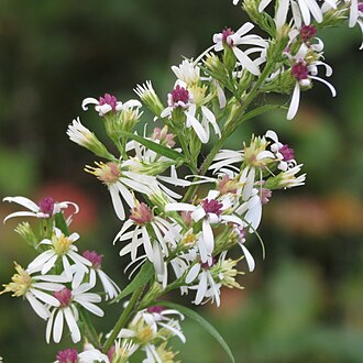 Arrow-leaved Aster (Symphyotrichum urophyllum)