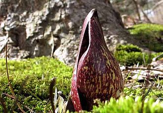 Skunk Cabbage (Symplocarpus foetidus)