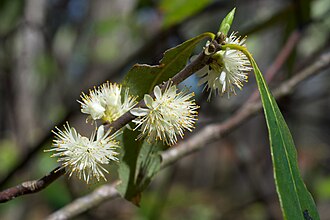 Horsesugar (Symplocos tinctoria)