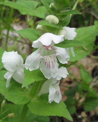Guyandotte Beauty (Synandra hispidula)