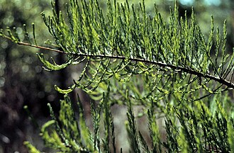 Pond Cypress (Taxodium ascendens)