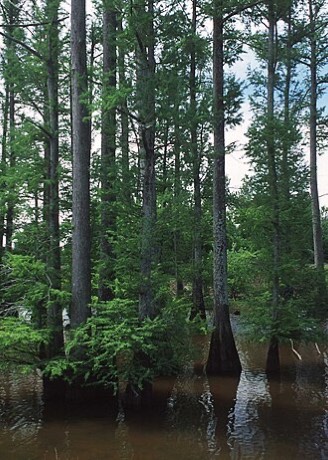 Bald Cypress (Taxodium distichum)