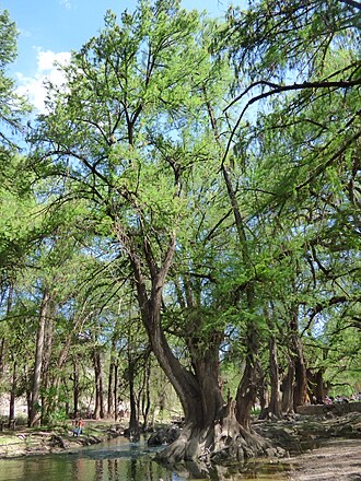 Montezuma Cypress (Taxodium mucronatum)