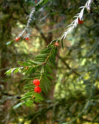 Pacific Yew (Taxus brevifolia)