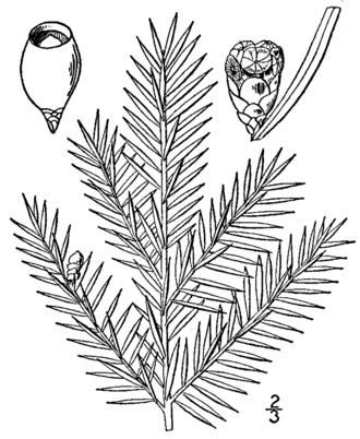 Canada Yew (Taxus canadensis)