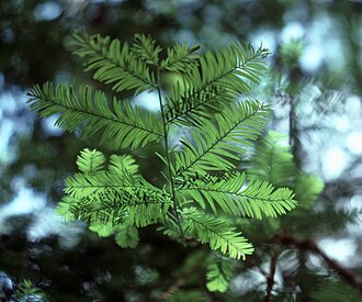 Florida Yew (Taxus floridana)