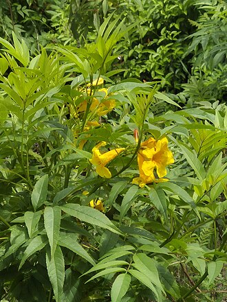 Yellow Bells (Tecoma stans)