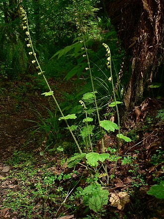 Fringecup (Tellima grandiflora)