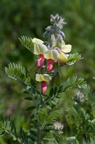 Goat's Rue (Tephrosia virginiana)