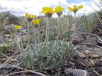 Stemless Four-nerve Daisy (Tetraneuris acaulis)