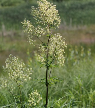 Purple Meadow Rue (Thalictrum dasycarpum)