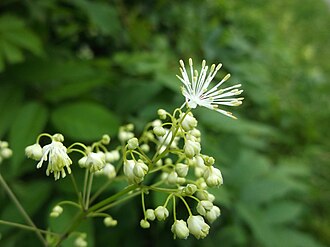 King-of-the-Meadow (Thalictrum pubescens)