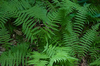 New York Fern (Thelypteris noveboracensis)