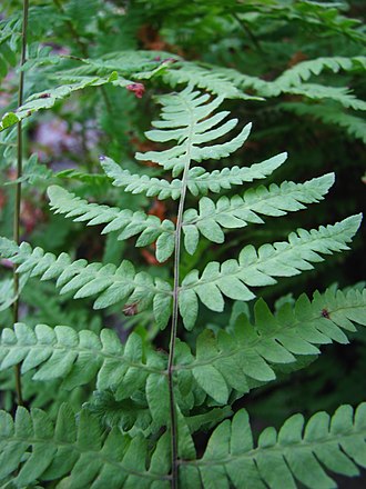 Marsh Fern (Thelypteris palustris)