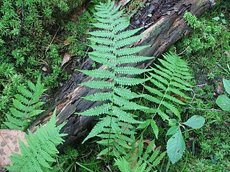 Massachusetts Fern (Thelypteris simulata)