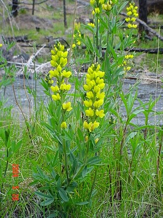 Mountain Goldenbanner (Thermopsis montana)