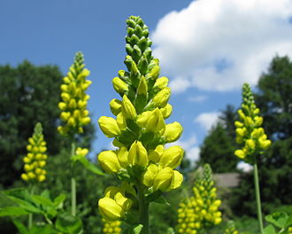 Carolina Lupine (Thermopsis villosa)