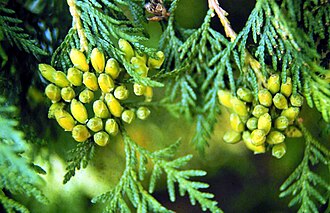 Northern White-cedar (Thuja occidentalis)