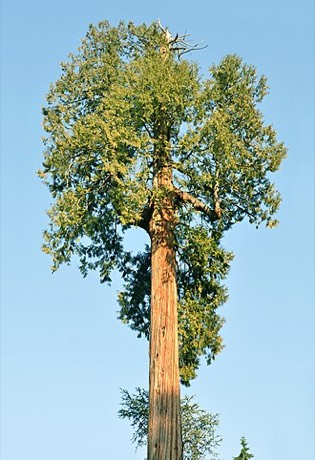 Western Redcedar (Thuja plicata)