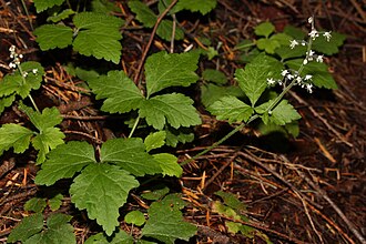 Western Foamflower (Tiarella trifoliata)