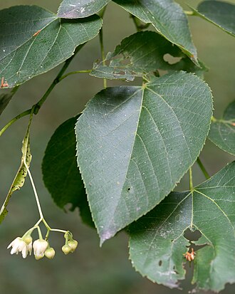 American Basswood (Tilia americana)