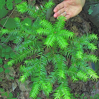 Florida Torreya (Torreya taxifolia)