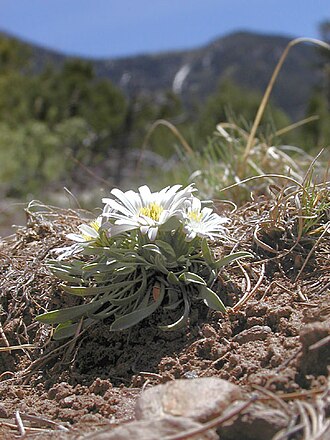 Stemless Townsend Daisy (Townsendia exscapa)