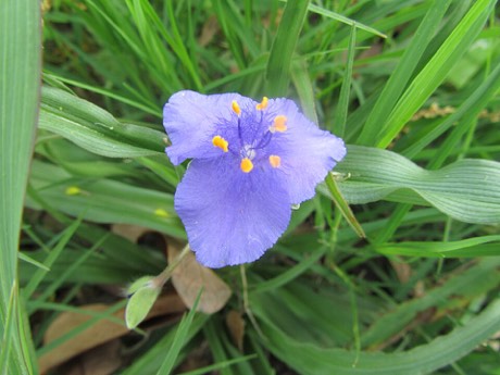 Giant Spiderwort (Tradescantia gigantea)
