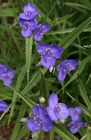 Prairie Spiderwort (Tradescantia occidentalis)
