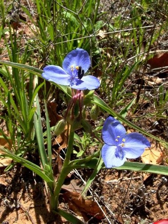 Stalked Spiderwort (Tradescantia pedicellata)