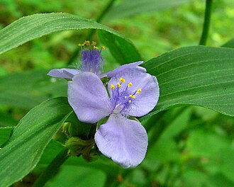 Zigzag Spiderwort (Tradescantia subaspera)